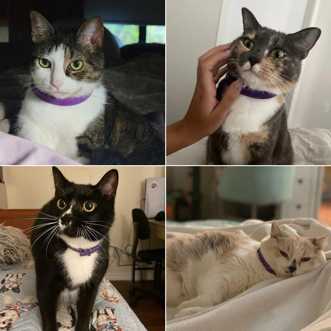 Anti-Stress Cat Collar